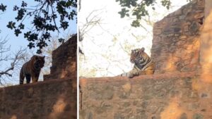Tourists Thrilled as Tiger Sits Just Feet Away in Ranthambore: “A Dream Sighting”