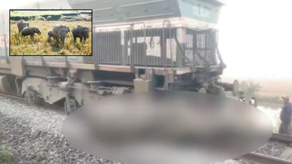 Tragedy Unfolds: Eight Elephants Killed As Rajdhani Express Derails In Assam After Night-Time Collision