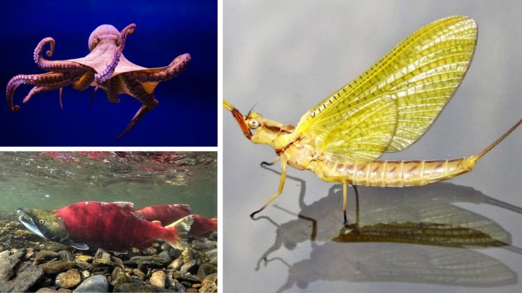 Ultimate Caregivers: 5 Animals That Die After Giving Birth to Their Young