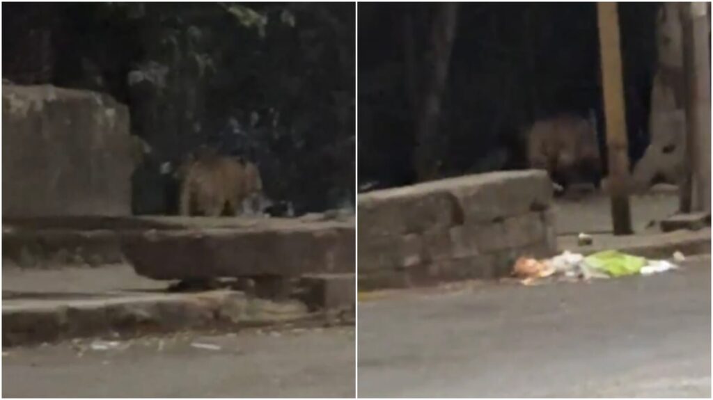 Pune: Leopard Sighting Near Hotel D Palace Bavdhan Confirmed; Forest Department Verifies Footage And Issues Safety Advisory