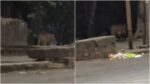 Pune: Leopard Sighting Near Hotel D Palace Bavdhan Confirmed; Forest Department Verifies Footage And Issues Safety Advisory
