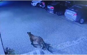 Pune Leopard Alert: Trap Cameras and Thermal Drones Deployed After CCTV Sighting in Mundhwa