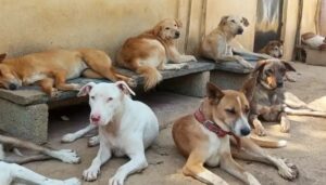 Pune: PMC Designates 88 Locations For Regulated Feeding Of Stray Dogs