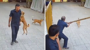Mumbai: Security Guard Injured As Stray Dog Bites His Shoulder; CCTV Clip Sparks Concern