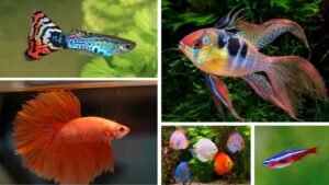 5 Vibrant Freshwater Fish That Bring Your Aquarium to Life