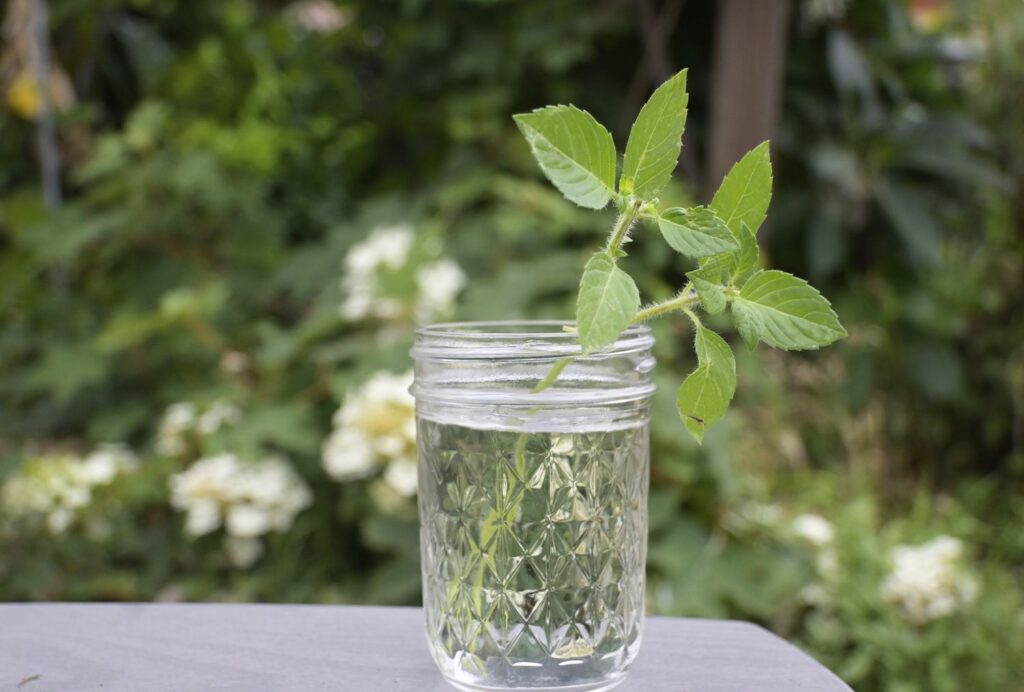 8 Plants That Attract Luck and Positive Energy Into Your Living Space