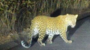 Leopard Relocation Plan: Maharashtra Forest Dept Signs Pact With Vantara To Shift 50 Leopards From Junnar