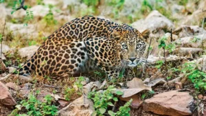 Leopard Relocation Plan: Maharashtra Forest Dept Signs Pact With Vantara To Shift 50 Leopards From Junnar