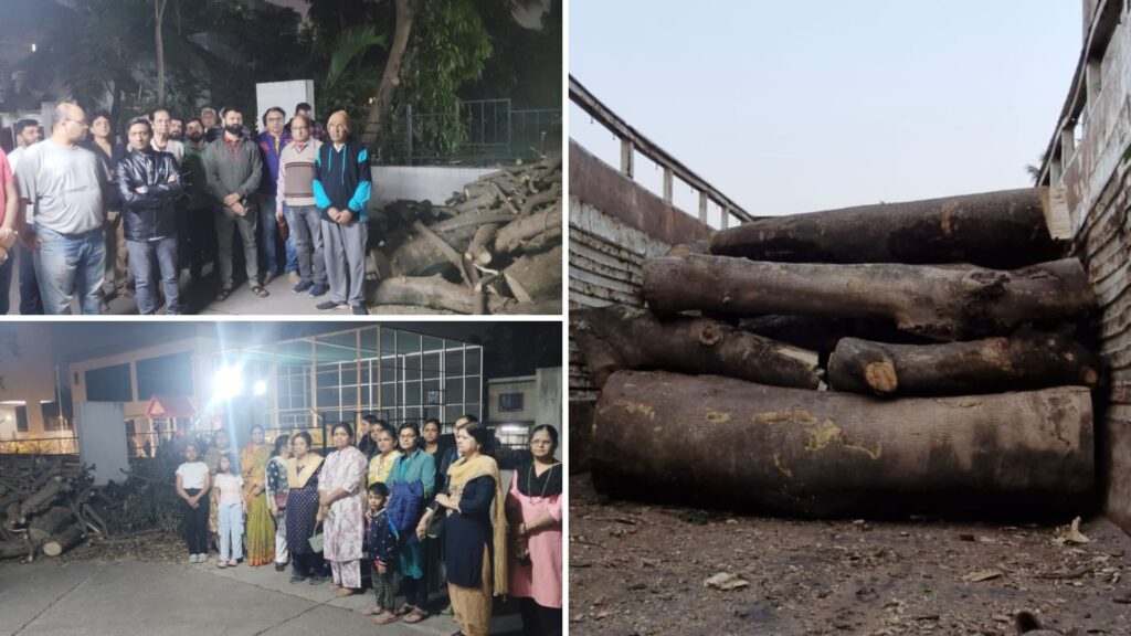 Pune: Illegal Tree Cutting At Montvert Seville Society In Wakad Sparks Outrage, PCMC Issues Show-Cause Notice