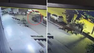 Pune On Alert Again: Leopard Spotted In Sutarwadi; CCTV Video Sparks Concern
