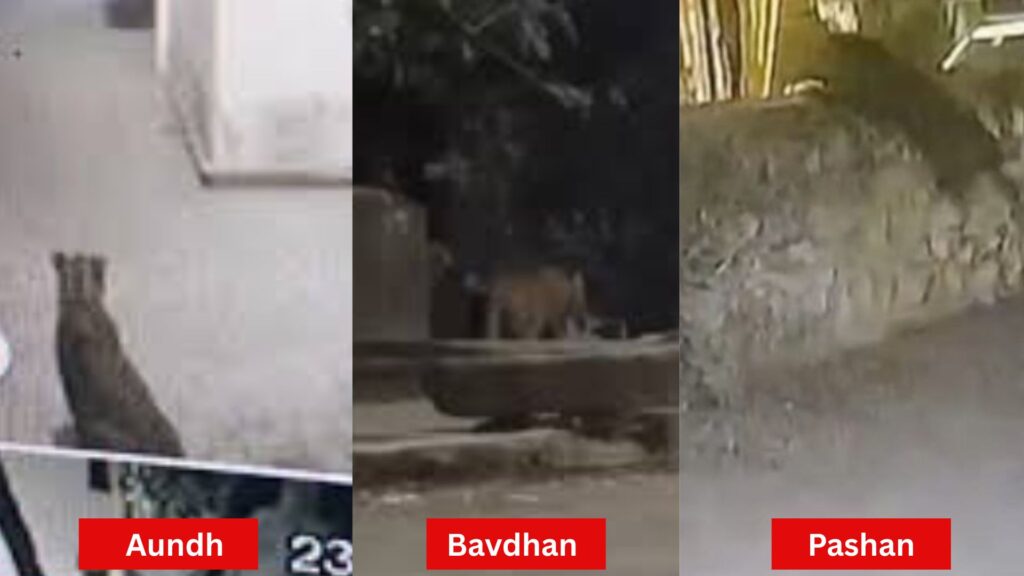 Human–Wildlife Conflict Continues: Leopard Seen on Early-Morning Walk in Pashan; Residents Panic as Forest Officials Struggle to Capture It
