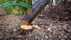 Pune: NGT Issues Order Mandating PMC to Detail All Compensatory Plantations Since 2022; New Tree-Cutting Permissions Must Specify Plantation Location
