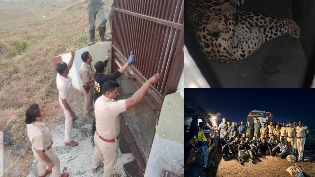 Pune Airport Leopard Successfully Darted And Captured After Strategic Multi-Agency Operation