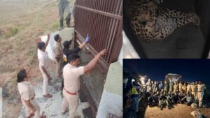 Pune Airport Leopard Successfully Darted And Captured After Strategic Multi-Agency Operation