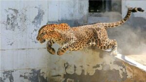 Five-Year-Old Boy Survives Brutal Leopard Attack in Maharashtra