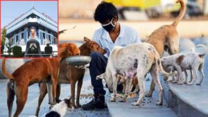 Pune: Stray Dog Feeders In PCMC Limits Must Register By December 31