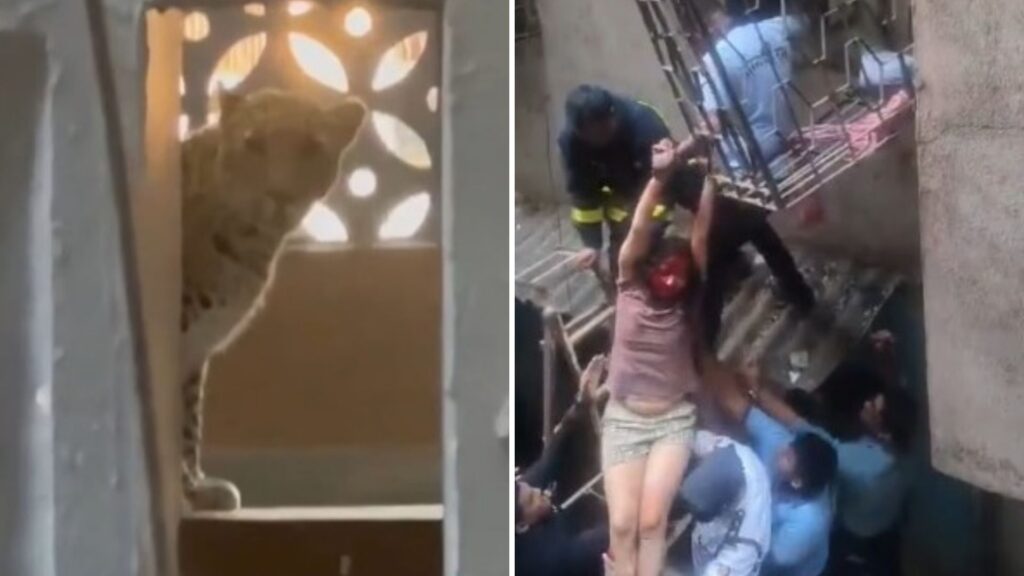 Leopard Attack in Bhayandar East: Five Injured as Big Cat Enters Residential Building