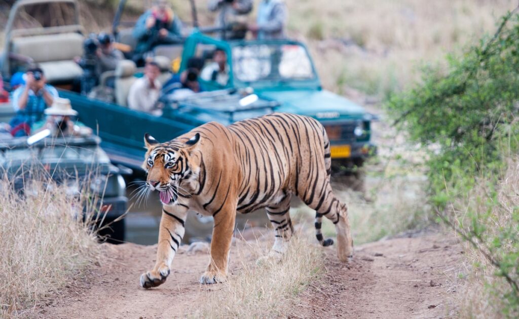 Best Summer Safaris In India To Start Planning Your Wildlife Escape