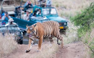 Best Summer Safaris In India To Start Planning Your Wildlife Escape