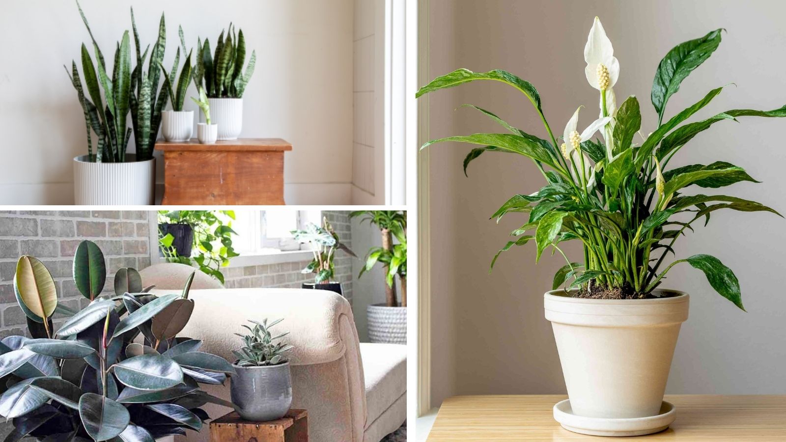 8 Beautiful, Low-Maintenance Indoor Plants for People Who Often Forget to  Water - PUNE PULSE
