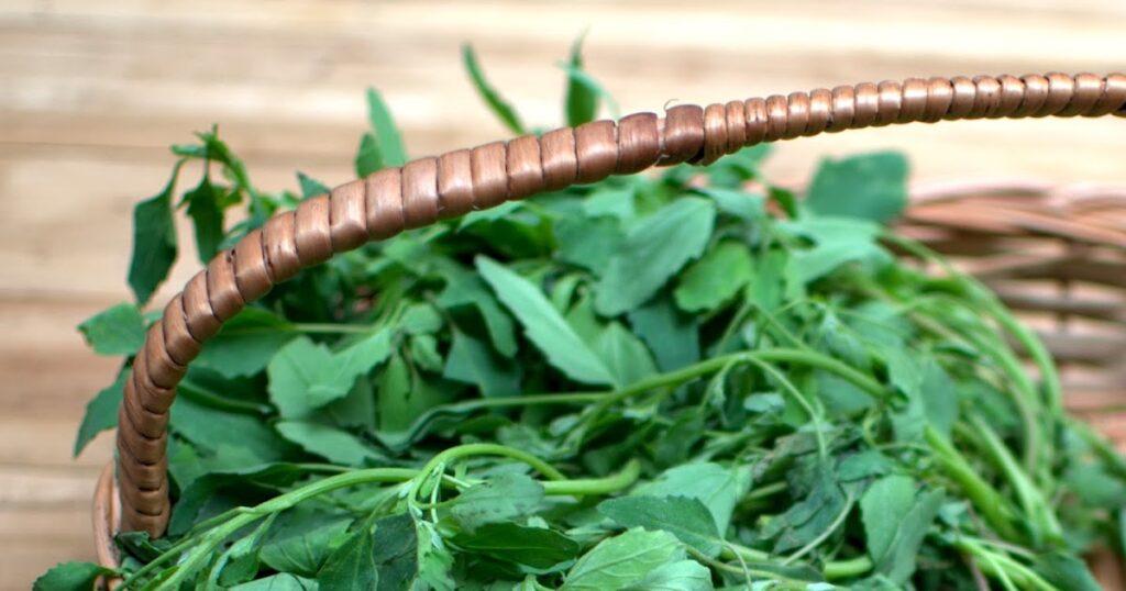Eat This Vegetable Once a Week: Eyesight May Improve Even After 40, Heart Health Gets Support