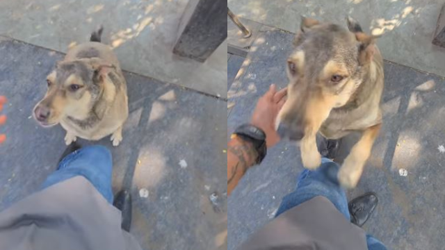 Five Years Later: Stray Dog Recognises Man, Reunion Video Wins Hearts Online
