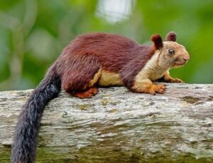 Pune: Indian Giant Squirrel Spotted During Tiger Estimation 2026 Survey In Lonavala Forests