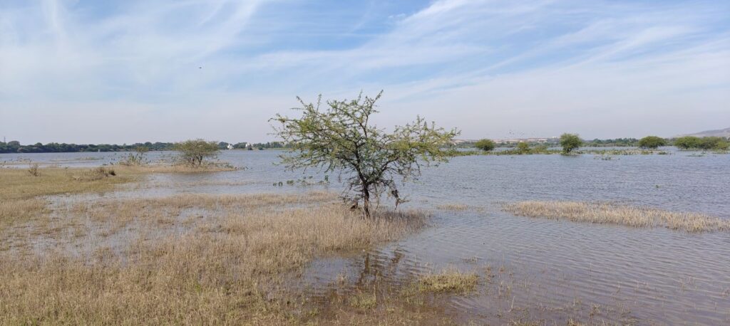 MPCB directs Kapurwadi Grampanchayat in Ahilyanagar to protect migratory bird sanctuary lake