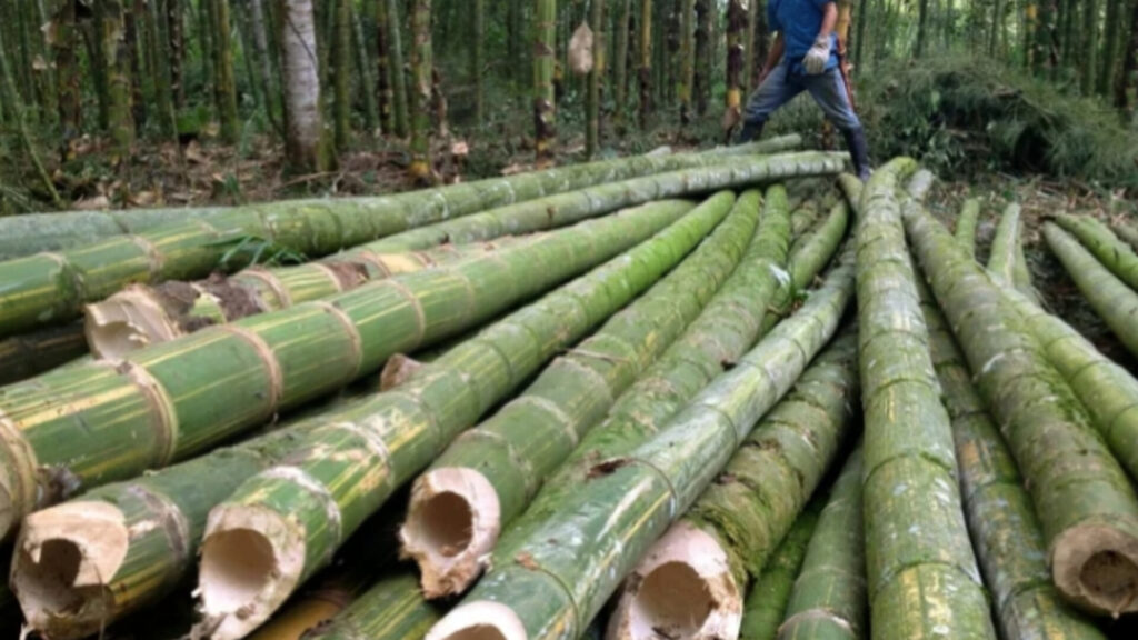 Could Bamboo Shoots Be the Superfood of the Future?