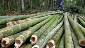 Could Bamboo Shoots Be the Superfood of the Future?