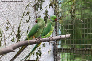Pune Forest Department Cracks Down on Illegal Trafficking of Alexandrine Parakeets; Six Birds Rescued, Three Arrested