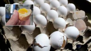 Real Egg vs Fake Egg: Simple Ways to Check Egg Authenticity Without Cracking Them