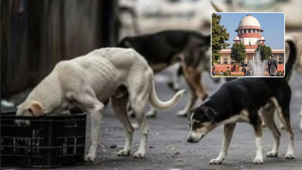 SC Signals Heavy Compensation For Dog Bites, Warns Feeders To Take Responsibility