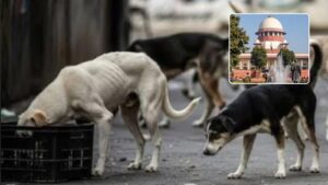 SC Signals Heavy Compensation For Dog Bites, Warns Feeders To Take Responsibility