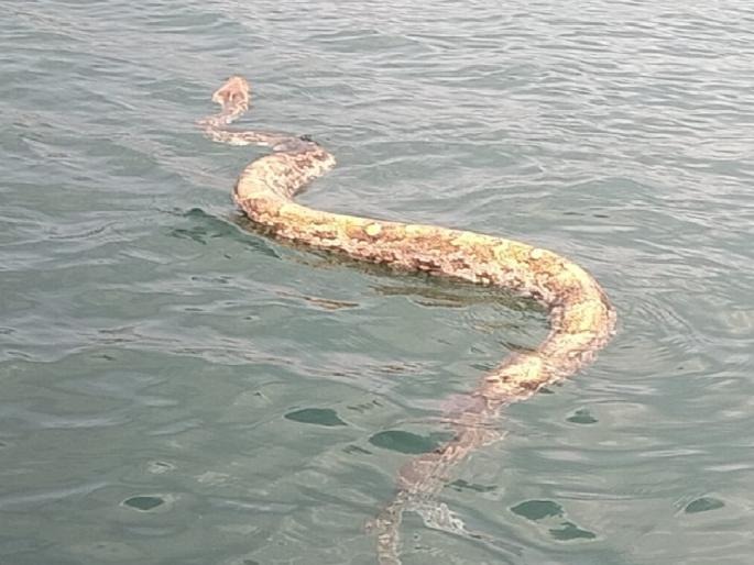 Rare Indian Rock Python Spotted in Koyna Dam’s Shivsagar Reservoir, Rescued Safely