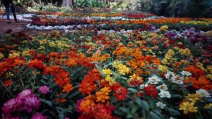 Pune: Empress Garden’s Buds ’n’ Blooms 2026 Flower Show To Begin From January 23