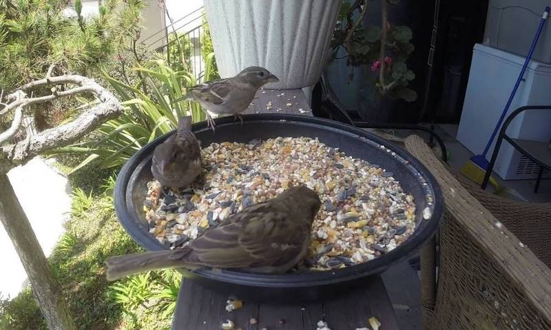How to Turn Your Balcony into a Safe Haven for Urban Birds with Food, Water, Plants, and Nesting Spots
