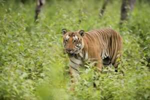6 Incredible National Parks in India You Should Explore in 2026
