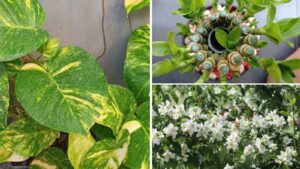 8 Indoor Plants That Invite Calm, Luck, and Positive Energy Into Your Home
