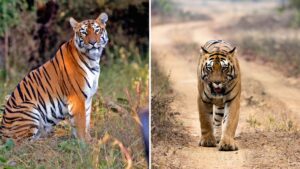Pune Set To Host 3rd Edition Of Wildlife Festival For Kids On January 10