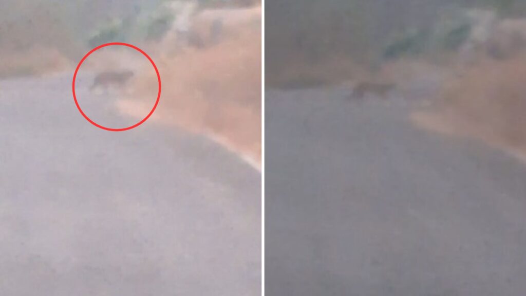 Pune: Leopard Sighting Near Durga Tekdi Lake In Pimpri–Nigdi Triggers Panic; Area Sealed For Public Safety