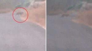Pune: Leopard Sighting Near Durga Tekdi Lake In Pimpri–Nigdi Triggers Panic; Area Sealed For Public Safety