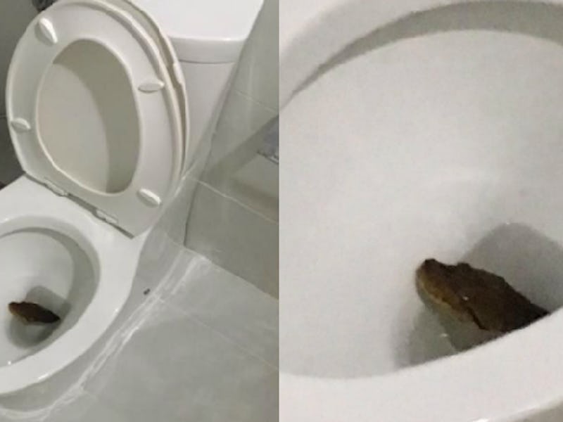 See Snake Emerge From Toilet Bowl? Don't Panic, Read On