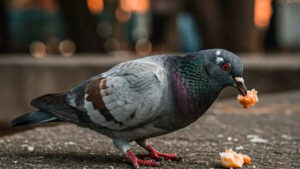 Simple Balcony Hacks That Keep Pigeons Away Forever Without Harm