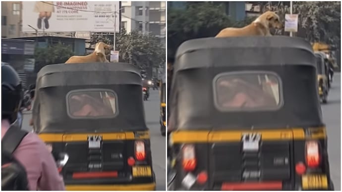 Watch Video: Stray Dog Spotted Perched on Moving Auto-Rickshaw in Pune, Internet Reacts