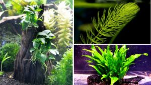 7 Aquatic Plants That Will Transform Your Aquarium
