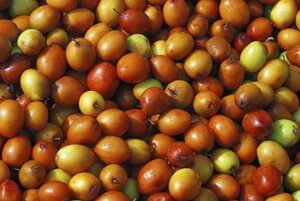 Boost Immunity and Sleep Naturally: Why You Should Include Ber Fruit (Indian Jujube) in Your Diet