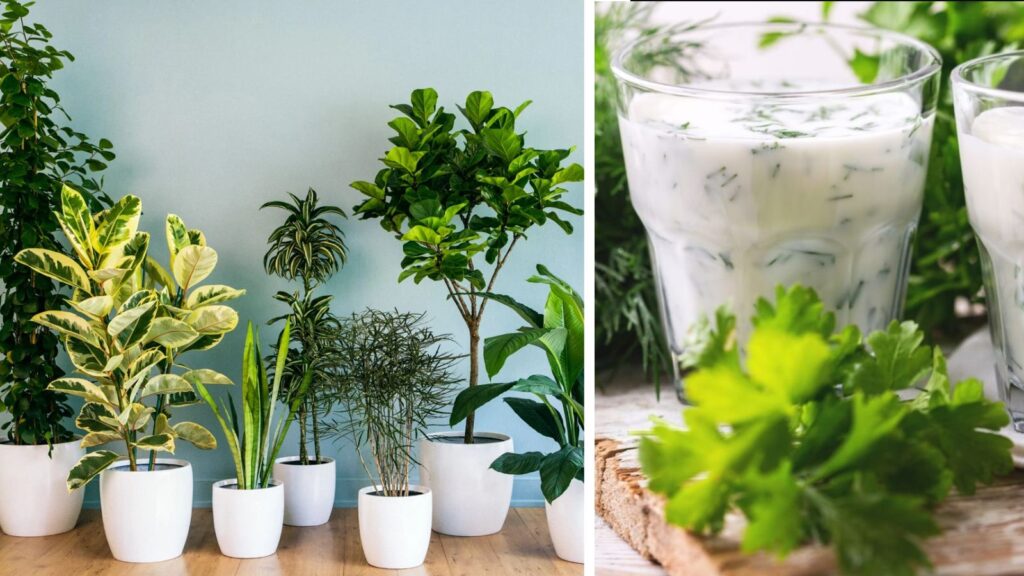 Buttermilk: A Natural Booster For Plants; Right Way To Use Chaas For Faster Growth And More Flowers