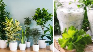 Buttermilk: A Natural Booster For Plants; Right Way To Use Chaas For Faster Growth And More Flowers