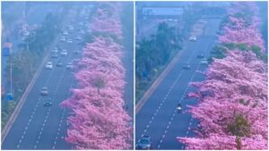 Mumbai’s Own Pink Bloom Season Feels Straight Out of Japan — Here’s Where to Find It, How to Get There, and Whether You Need Tickets